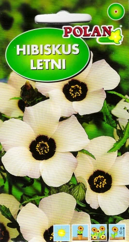 hibiskus-letni.webp