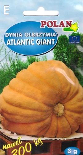 dynia-atlantic-giant.webp