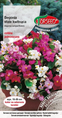 Begonia-stale-kwitnąca.webp