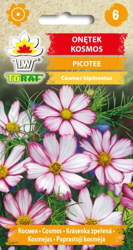 Onętek-PICOTEE.webp
