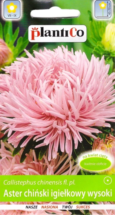 aster-różowy-jubileusz.webp