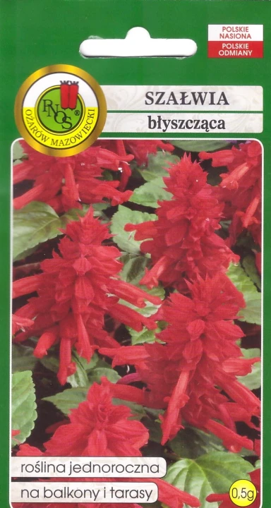 szałwia błyszcząca ciemnoróżowa.jpg