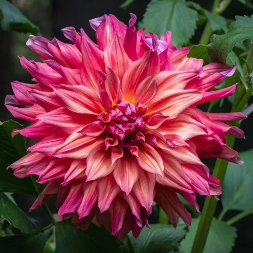 dalia-belle-of-barmera.webp