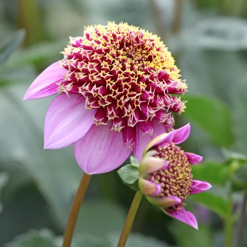 dalia-fenna-baaij.webp