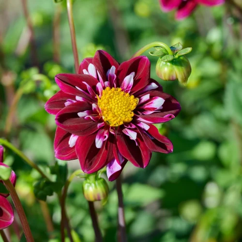 dalia-impression-fantastico.webp