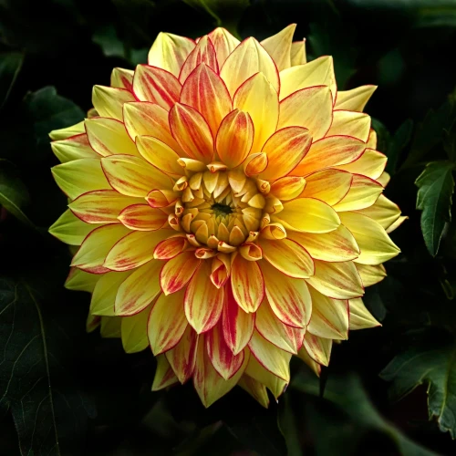 dalia-lake-ontario.webp