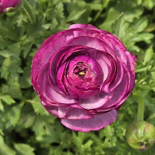 jaskier tomer purple.jpg