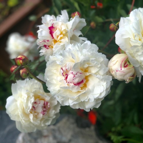 piwonia festiva maxima.jpg