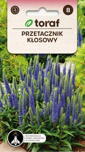 Przetacznik-kłosowy.webp