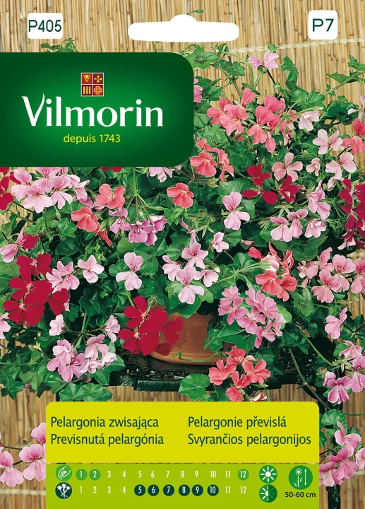 pelargonia zwisająca mix.jpg