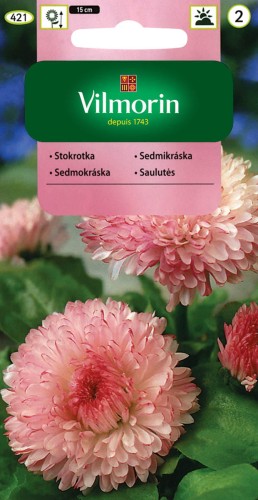 stokrotka maria.jpg