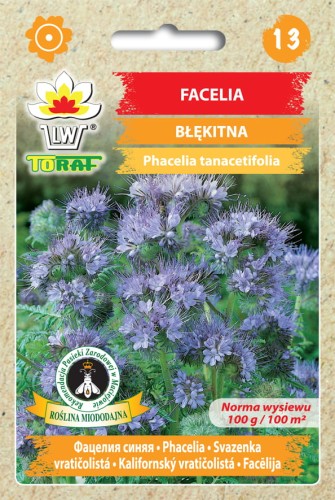 Facelia błękitna.jpg