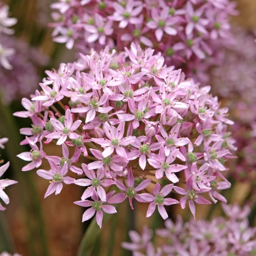 allium-pink-jewel.webp