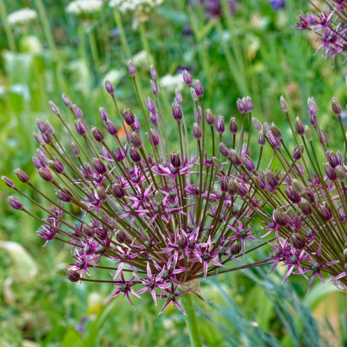 allium-toabago.webp
