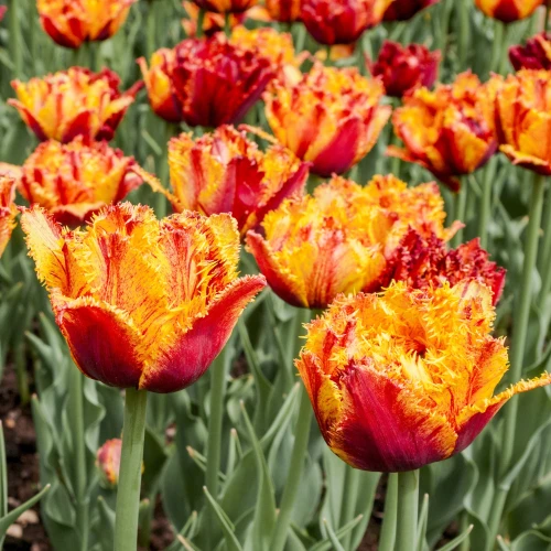 tulipan-bastia.webp