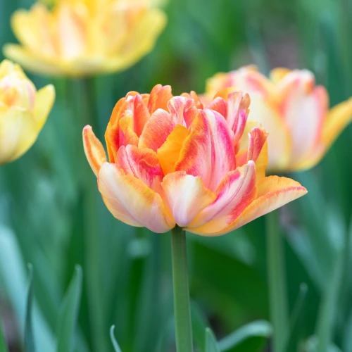 tulipan-foxy-foxtrot.webp
