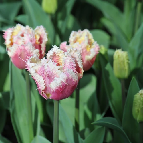 tulipan-hawaii.webp