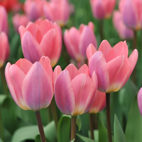 tulipan-light-and-dreamy.webp