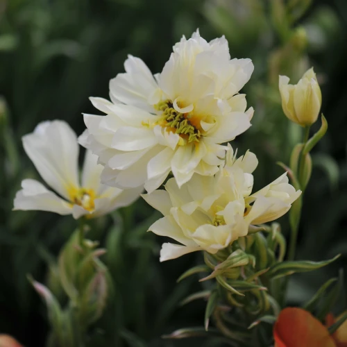 tulipan-mystery-valley.webp