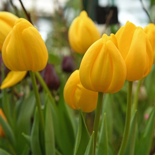 tulipan-novi-sun.webp