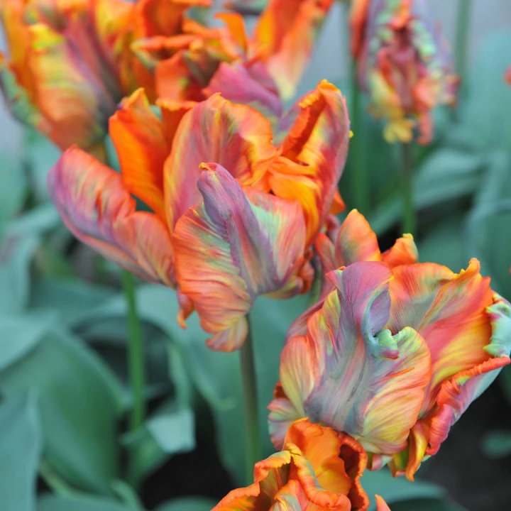 tulipan-rasta-parrot.webp