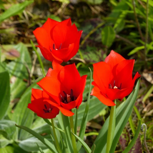 tulipan-red-hunter.webp