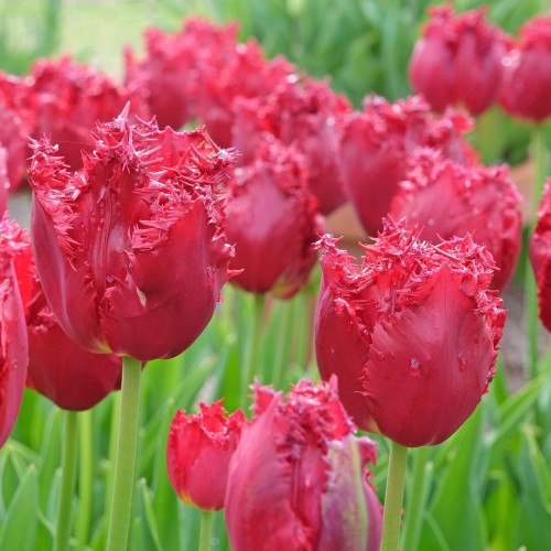 tulipan versaci.jpg
