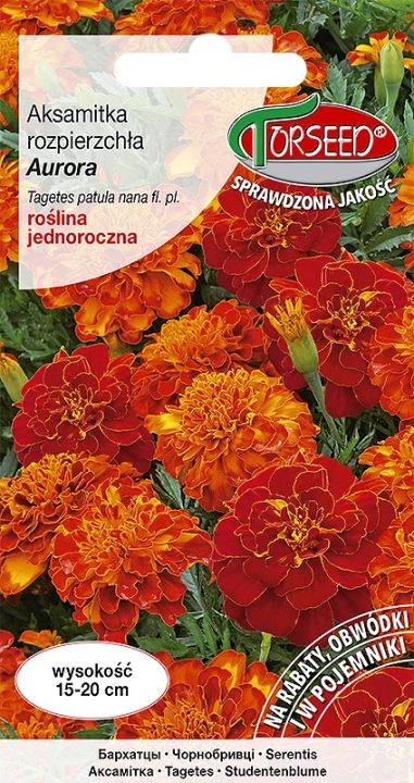aksamitka-aurora.webp