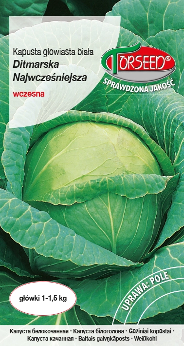 Kapusta-biała-Ditmarska-Najwcześniejsza.webp