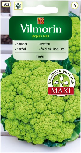 kalafior Trevi.jpg