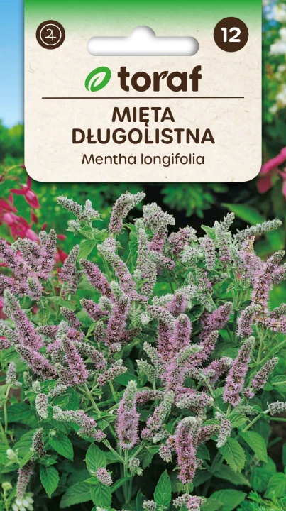 Mięta długolistna.png