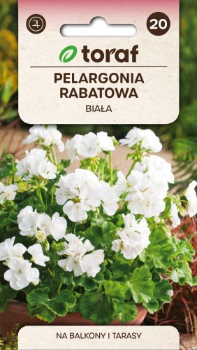 Pelargonia rabatowa biała.jpg