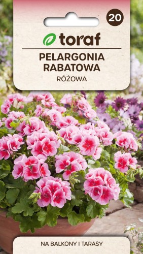 Pelargonia rabatowa różowa.jpg