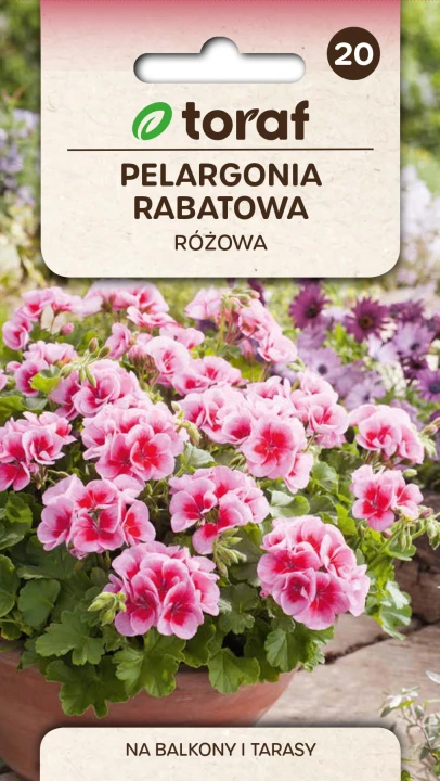 Pelargonia rabatowa różowa.jpg