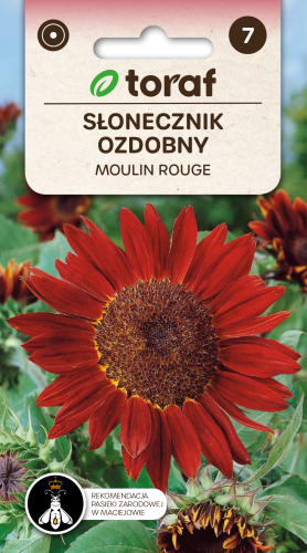 Słonecznik ozdobny MOULIN ROUGE.png