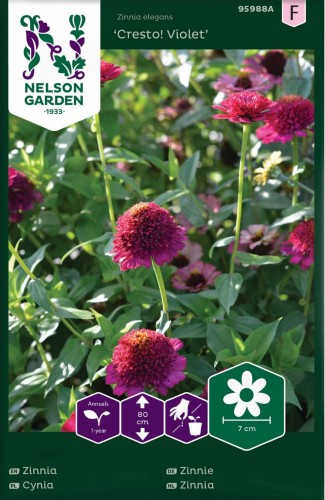cynia_wytworna_cresto_violet_ciemny_fiolet_nelson_garden.jpg