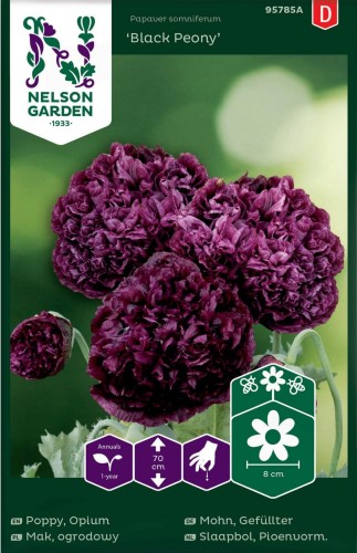 mak_ogrodowy_black_peony_ciemnofioletowy_nelson_garden.jpg