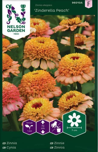 cynia_wytworna_zinderella_peach_pomarancz_z_rozem_nelson_garden.jpg