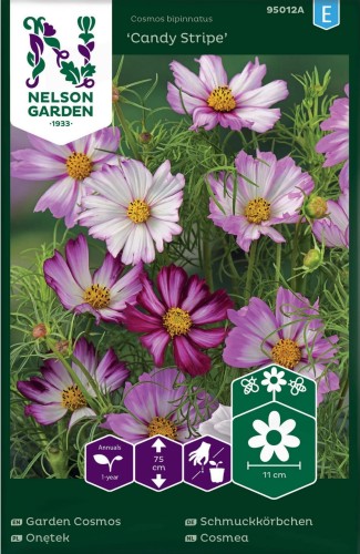 onetek_kosmos_candy_stripe_mieszanka_nelson_garden.jpg