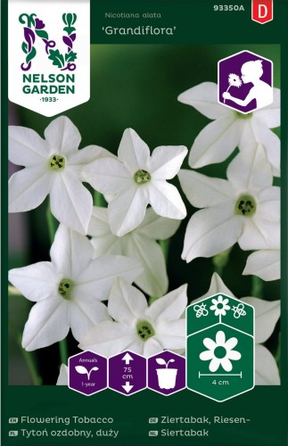 tyton_odobny_grandiflora_bialy_nelson_garden.jpg