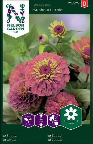 cynia_wytworna_sunbow_purple_fioletowa_nelson_garden.jpg