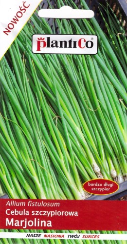 cebula marjolina.jpg