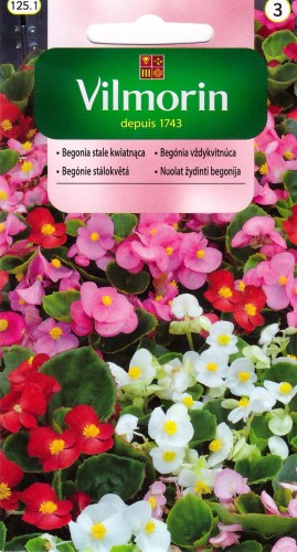 begonia stale kwitnąca mix.jpg