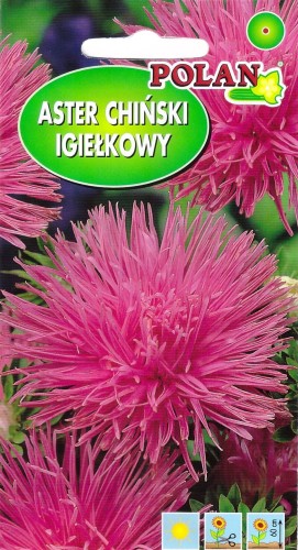 aster igiełkowy różowy.jpg