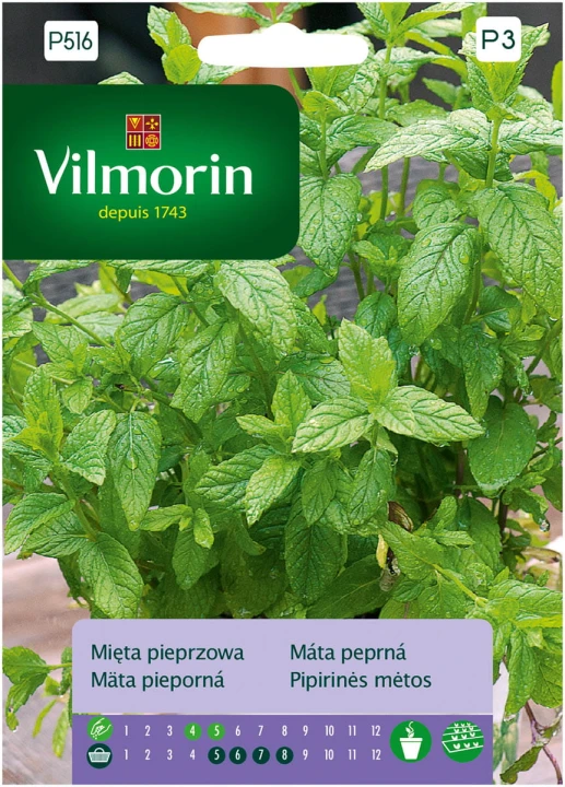 mięta pieprzowa.jpg