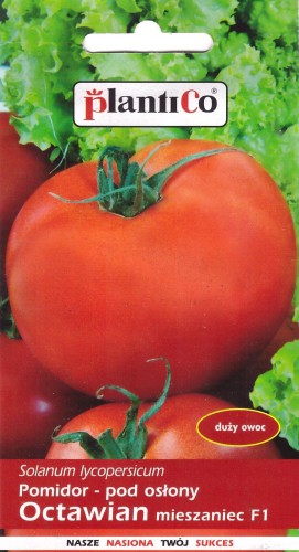 pomidor Octawian.jpg