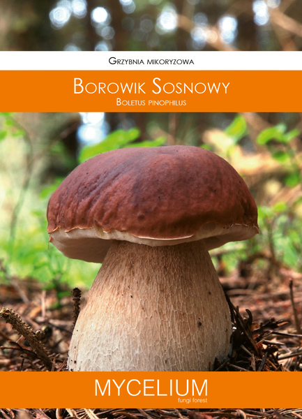 60ml borowik sosnowy.jpg