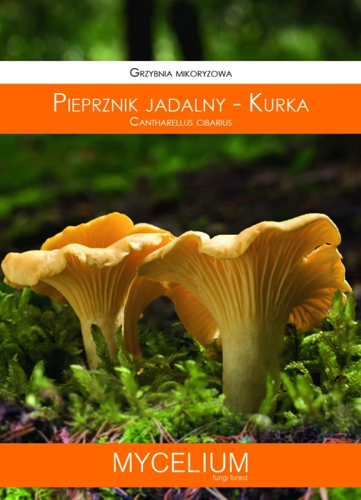 60ml pieprznik jadalny - kurka.jpg