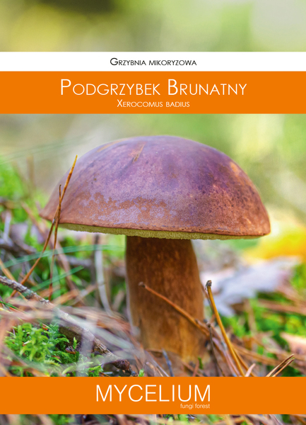 60ml podgrzybek brunatny.jpg