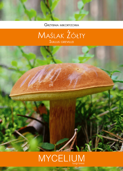 60ml maslak zolty.jpg